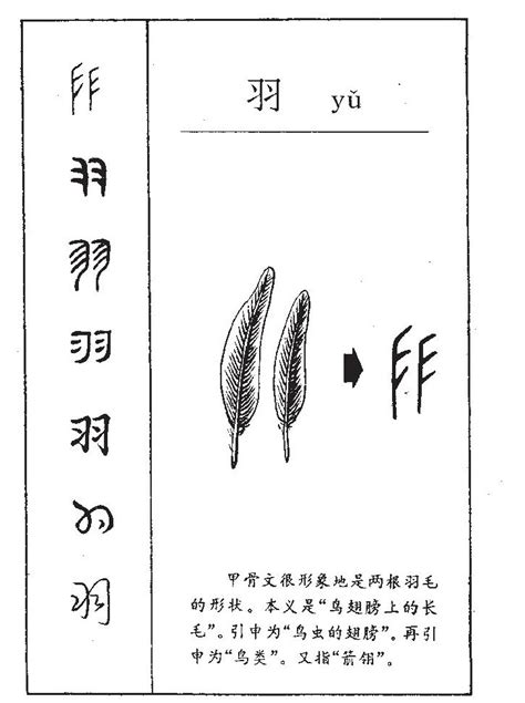 羽 名字